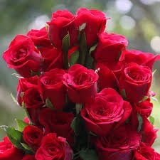 roses